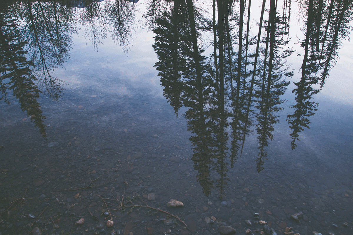 A body of water reflecting tall pine trees is pictured; the pine trees are pictured upside down as their reflection is shown in the water.