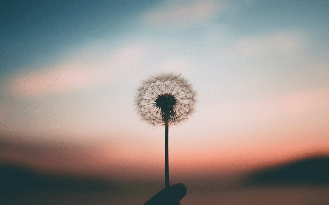 Dandelion seeds on the flower form a circle around the tip and are silhouetted against a blue and pink sunrise.