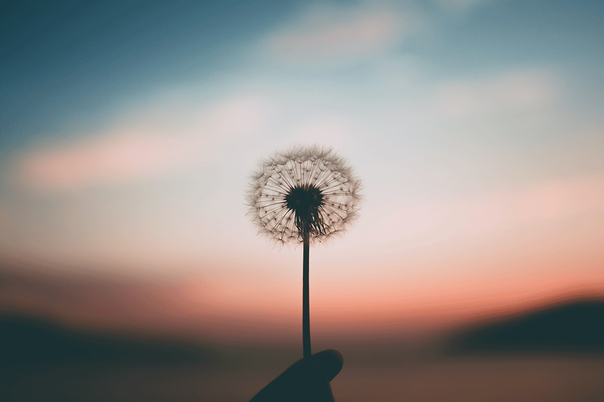 Dandelion seeds on the flower form a circle around the tip and are silhouetted against a blue and pink sunrise.