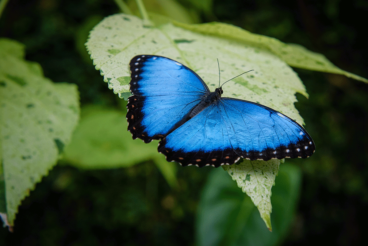 A bright cobalt blue mariposa butterfly rests on green leaves.