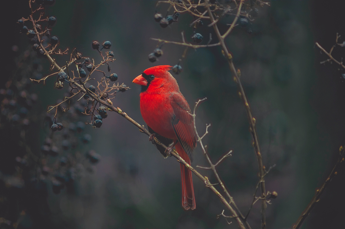 A bright red cardinal sits in a tree with dark purple berries.